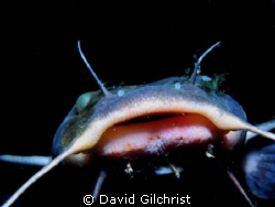 Catfish portrait taken on night dive in the Niagara River... by David Gilchrist 